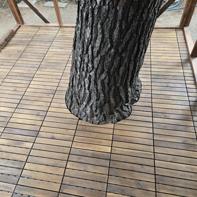 flooring for an outdoor cat enclosure